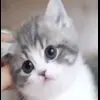 Обложка набора Kittens #kittens