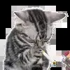 Стикер 52 Kittens #kittens