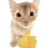 Стикер 49 Kittens #kittens