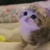 Стикер 38 Kittens #kittens