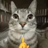 Стикер 39 Kittens #kittens