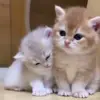 Стикер 11 Kittens #kittens