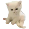 Стикер 44 Kittens #kittens
