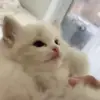Стикер 6 Kittens #kittens