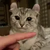 Стикер 40 Kittens #kittens