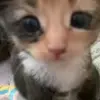 Стикер 57 Kittens #kittens