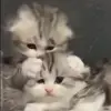 Стикер 8 Kittens #kittens