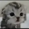 Стикер 50 Kittens #kittens