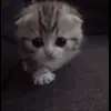 Стикер 3 Kittens #kittens