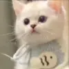 Стикер 7 Kittens #kittens