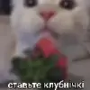 Стикер 25 Kittens #kittens
