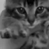 Стикер 10 Kittens #kittens