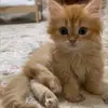 Стикер 33 Kittens #kittens