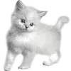 Стикер 45 Kittens #kittens