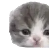 Стикер 60 Kittens #kittens