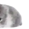 Стикер 61 Kittens #kittens