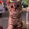 Стикер 42 Kittens #kittens