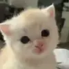 Стикер 55 Kittens #kittens