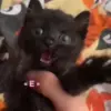Стикер 20 Kittens #kittens