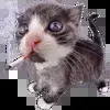 Стикер 53 Kittens #kittens