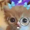 Стикер 14 Kittens #kittens