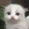Стикер 12 Kittens #kittens