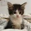 Стикер 22 Kittens #kittens