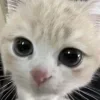 Стикер 2 Kittens #kittens