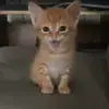 Стикер 32 Kittens #kittens