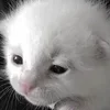 Стикер 34 Kittens #kittens