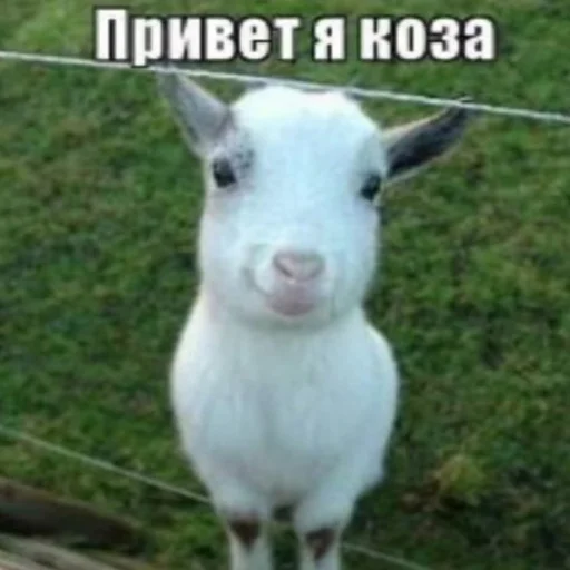 🧐 Стикер «АХАХАХАХА хуета» для Telegram
