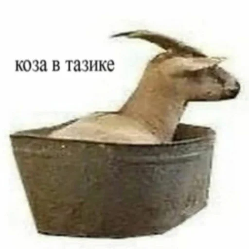 🤤 Стикер «АХАХАХАХА хуета» для Telegram