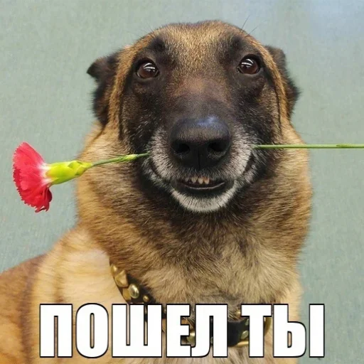 👳‍♂ Стикер «АХАХАХАХА хуета» для Telegram