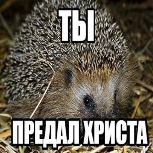 🗿 Стикер «АХАХАХАХА хуета» для Telegram