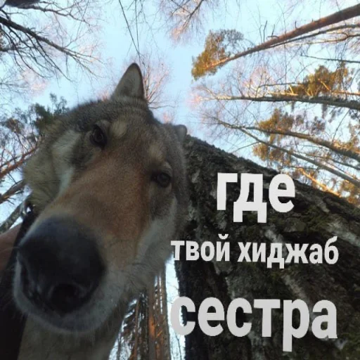 🧕 Стикер «АХАХАХАХА хуета» для Telegram