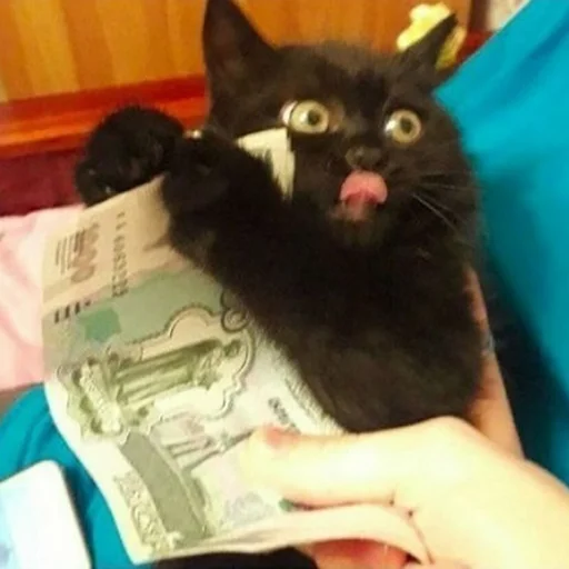 🤑 Стикер «hallucat» для Telegram