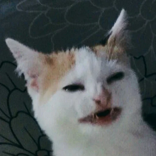 😬 Стикер «hallucat» для Telegram
