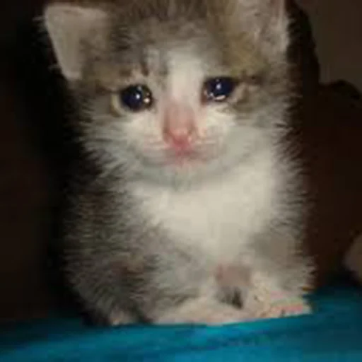 😭 Стикер «hallucat» для Telegram