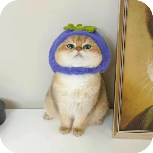 🐱 Стикер «Диёраники чопма» для Telegram