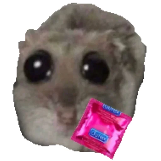 😉 Стикер «Hamster» для Telegram