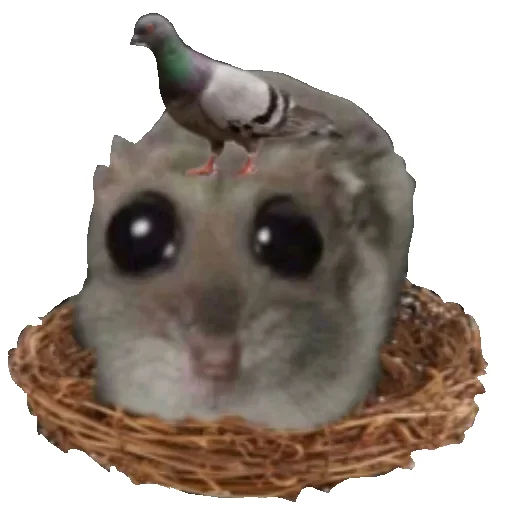 🕊 Стикер «Hamster» для Telegram