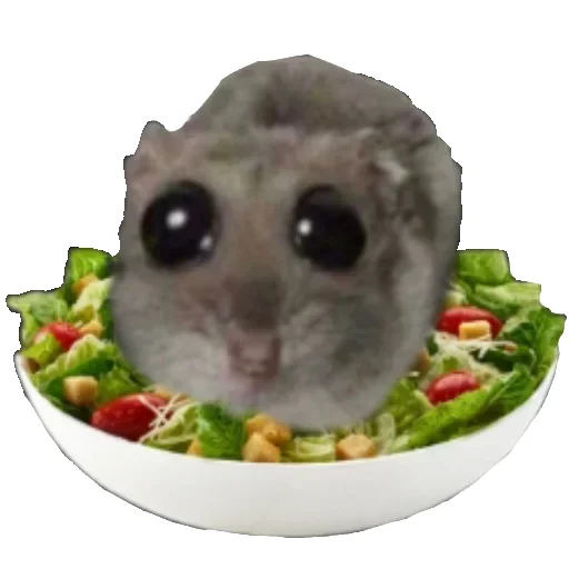 🥗 Стикер «Hamster» для Telegram