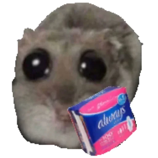 👩 Стикер «Hamster» для Telegram