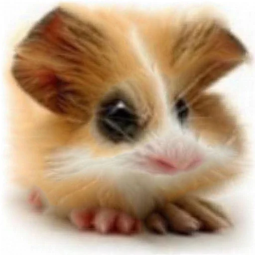 🐹 Стикер «ХоМяЧиЙ дВиЖ» для Telegram