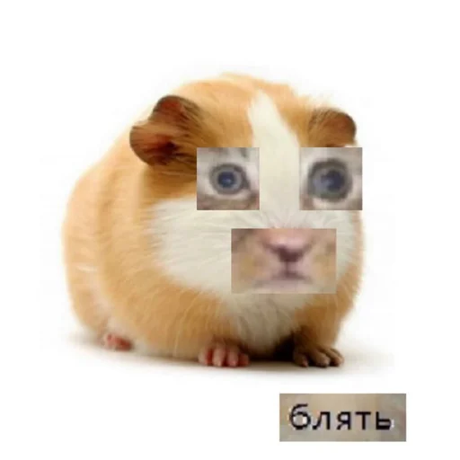 🐹 Стикер «ХоМяЧиЙ дВиЖ» для Telegram