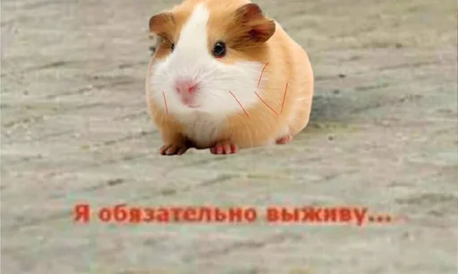 🐹 Стикер «ХоМяЧиЙ дВиЖ» для Telegram