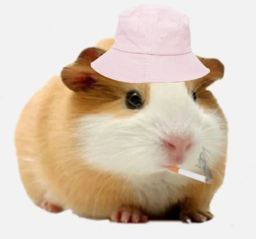 🐹 Стикер «ХоМяЧиЙ дВиЖ» для Telegram