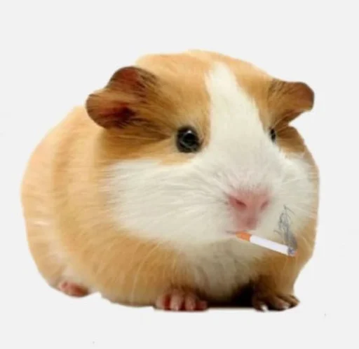 🐹 Стикер «ХоМяЧиЙ дВиЖ» для Telegram