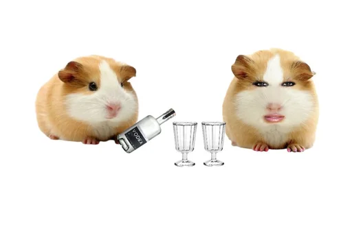 🐹 Стикер «ХоМяЧиЙ дВиЖ» для Telegram
