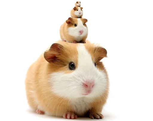 🐹 Стикер «ХоМяЧиЙ дВиЖ» для Telegram